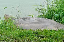 Khám phá quá trình hoàn thiện tiêu bản "cụ rùa" Hồ Gươm