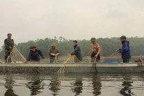 Hy vọng tìm thêm một số cá thể rùa Hồ Gươm