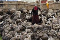 Kỳ thú chuyện cho kền kền ăn thịt người của người Tây Tạng