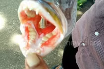 Cận cảnh con cá kỳ lạ với bộ răng người