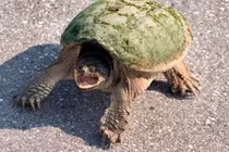 Giải bí ẩn những âm thanh "độc" nhất trong thế giới động vật