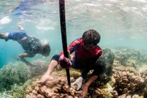 Ngoài lá lách "khủng" hơn người thường, người Bajau có gì để thành "người cá"? 