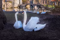 Đây là lý do thiên nga được sùng bái ở Bỉ