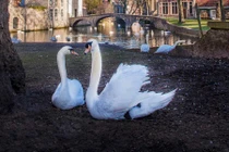 Đây là lý do thiên nga được sùng bái ở Bỉ