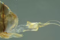 "Dị" sinh vật đổi bộ phận sinh dục, "yêu tới bến" đến 70 giờ