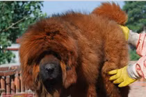 Loài chó giá tiền tỷ, từ biểu tượng vương quyền đi đến... lò mổ