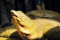 Những phen thoát chết của rùa Hoàn Kiếm ở Đồng Mô