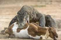 Rồng Komodo tranh nhau xé xác dê đầy kịch tính