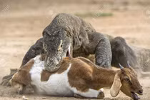 Rồng Komodo tranh nhau xé xác dê đầy kịch tính