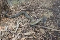 Hãi hùng con rắn có nọc độc cắn một nhát chết 100 người