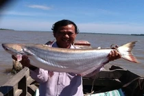 "Thủy quái" Vàm Nao và chuyện thú vị về cá sấu 5 chân thành tinh