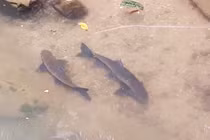 Theo loài cá lạ quý như vàng dưới chân núi Hoàng Liên