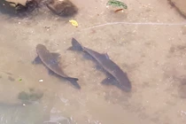 Theo loài cá lạ quý như vàng dưới chân núi Hoàng Liên