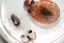 "Soi" chiêu thức phòng thân độc lạ không ngờ từ động vật