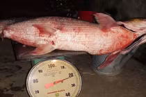 Cá "khủng" có vảy lấp lánh sa lưới trên sông Đà