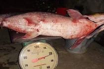 Cá "khủng" có vảy lấp lánh sa lưới trên sông Đà