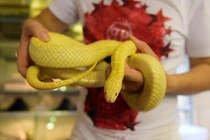 Khám phá bộ sưu tập rắn khủng của chàng trai 8X Hà Nội