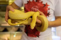 Khám phá bộ sưu tập rắn khủng của chàng trai 8X Hà Nội