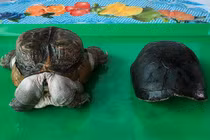 “Quái vật” rùa siêu dị ở Tiền Giang, dân ầm ầm tới xem