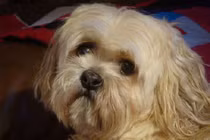 Khám phá giống chó thích hợp nuôi trong căn hộ và chung cư