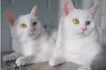 Cặp mèo “đẹp nhất thế giới” gây mê hoặc với mắt tạp sắc
