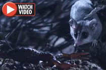 Chuột đụng độ bọ cạp kịch độc "chiến" một mất một còn