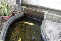 Cận cảnh cá trê bạch tạng “khủng” ở miền Tây