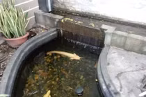 Cận cảnh cá trê bạch tạng “khủng” ở miền Tây