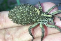 Bắt được loài nhện mang theo hàng trăm nhện con trên lưng