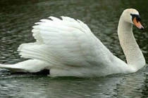 Điều kỳ thú ít người hay về những con thiên nga