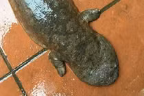 Gặp "quái vật" bò ngang đường, sợ hết hồn mang thả suối