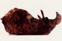 Giới khoa học lập kỳ tích, chuyển trí nhớ trên ốc sên