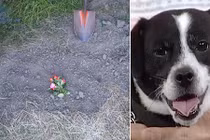 Chôn chó bị xe đụng, 14 tiếng sau bàng hoàng phát hiện điều này ngoài cửa...