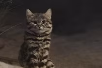 "Soi" loài mèo nhỏ nhắn nguy hiểm nhất thế giới