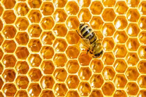 Khám phá thú vị về cách mật ong hình thành
