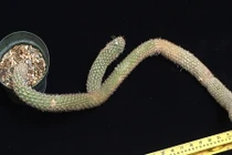 Điều không ngờ về loài xương rồng dị dạng, giá hàng tỷ đồng