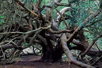 Khu rừng phù thủy và bí ẩn hút người người theo dõi