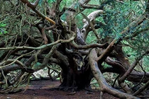 Khu rừng phù thủy và bí ẩn hút người người theo dõi