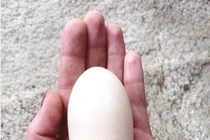 Gà đẻ quả trứng kỳ dị "quái vật", chủ lo sốt vó