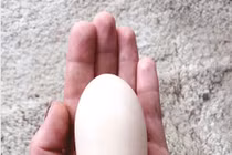 Gà đẻ quả trứng kỳ dị "quái vật", chủ lo sốt vó