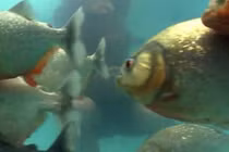 Quý ông “lầy” dùng thân nhử cá ăn thịt người hung dữ