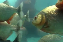 Quý ông “lầy” dùng thân nhử cá ăn thịt người hung dữ