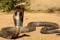 Được gọi đến bắt hổ mang chúa, không ngờ bị cắn chết