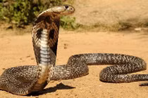 Được gọi đến bắt hổ mang chúa, không ngờ bị cắn chết