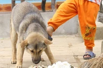 Khám phá 10 điều quan trọng để tránh chó cắn ai cũng cần