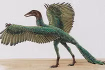 Top sinh vật ẩn chứa bí ẩn hấp dẫn nhất thời tiền sử