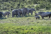 Tê giác giương sừng bảo vệ con, đàn voi vội tháo chạy