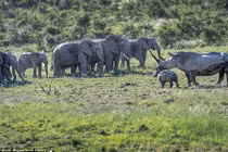 Tê giác giương sừng bảo vệ con, đàn voi vội tháo chạy