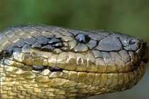 Huyền thoại và sự thật về trăn Anaconda khổng lồ