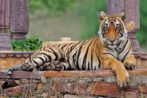 Con hổ kỳ lạ nhất TG với chiến tích lẫy lừng khó tin